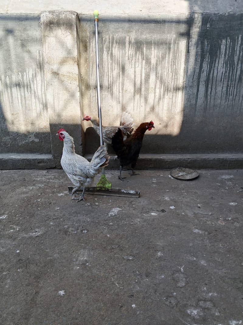 misri starter hens 7
