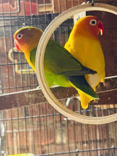 bareeder Pair Hun sab Foster pair hum
