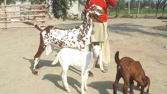 2 Bacchon ka Sath Desi Bakri For Sale -- O37O48I5729