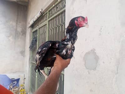 Java Hens | 2 Male 1 Female