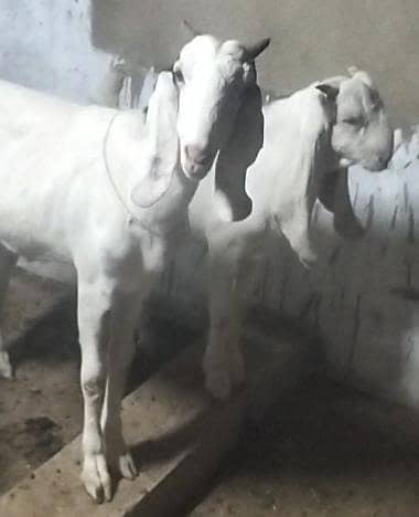 Gulabi Bakra bakri 3 females 1 male