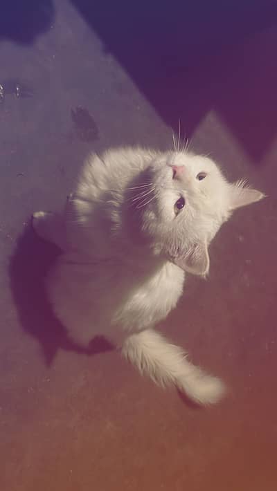 Triple long coat Persian Male cat perfect for gift Cute and playful
