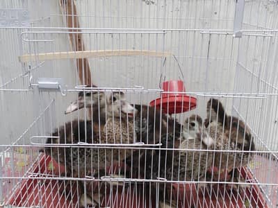 Four Mascavi Ducks chicks