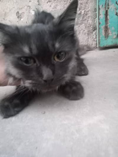 Persion cat