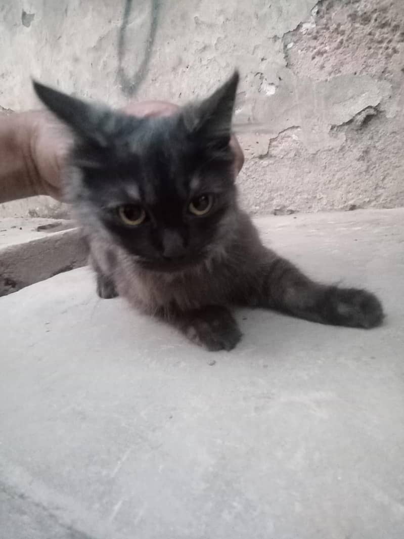 Persion cat 1
