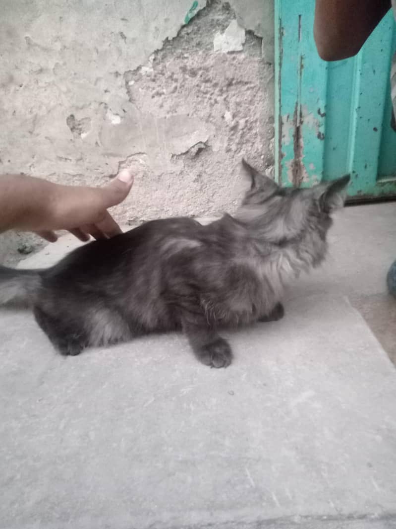 Persion cat 4