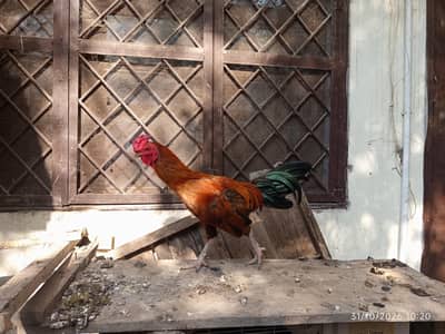 breeder male