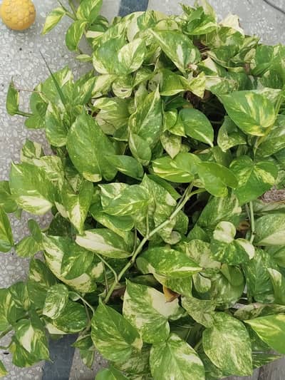 Beautiful Bushy Variegated Money Plant with Pot – Bouquet Shape