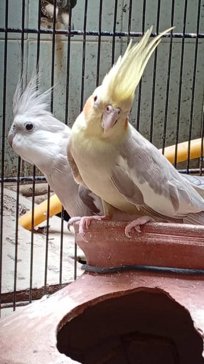 cocktail pair with big cage