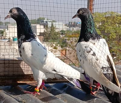 royal teedy pair/ ferozpuri  pathy pair / rampori breeder pair
