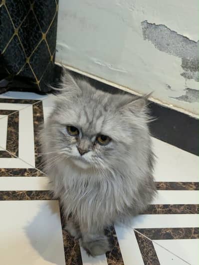 2 Persian Cats, Bristish Breed, Punch Face, Triple Coat