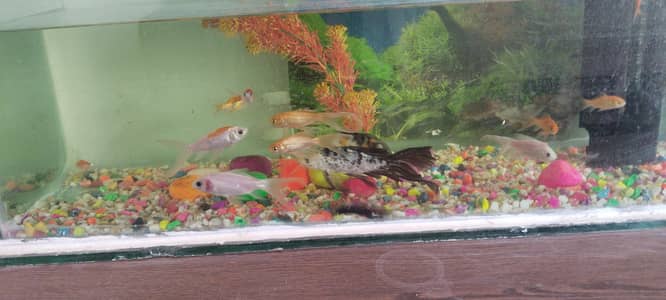 for sale