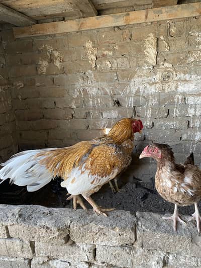 Dasi Hens