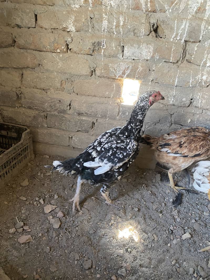 Dasi Hens 1