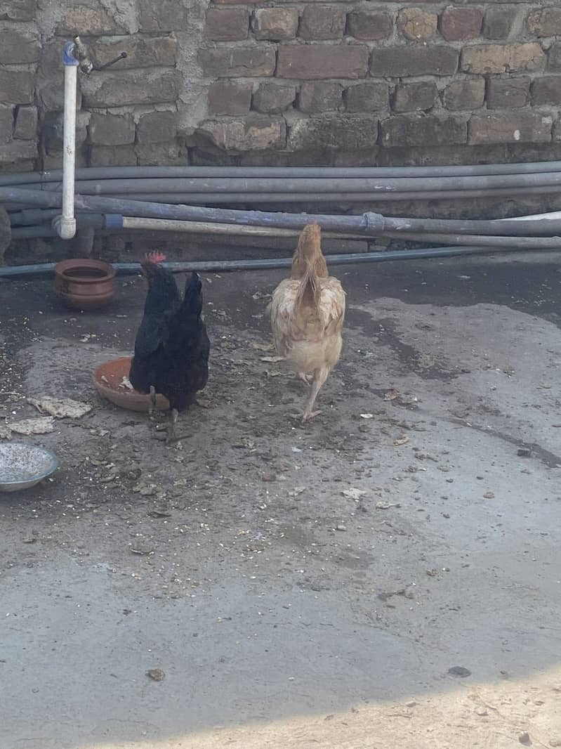 Dasi Hens 10