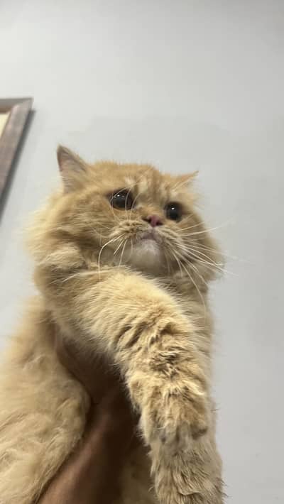 Playful persion cat for sale