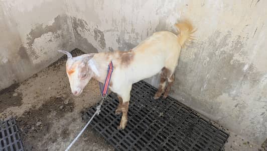 goat male for sale