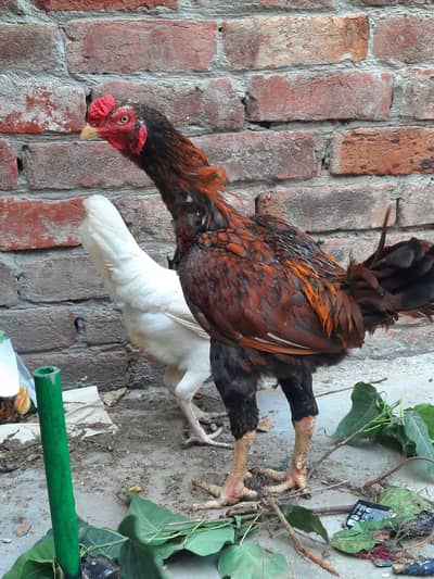 Heera hen and Sindhi murga healthy breed