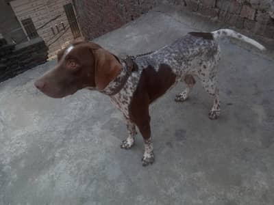 German Shorthaired pointer