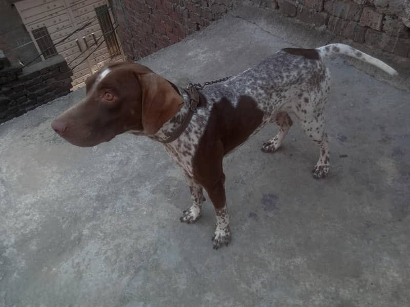 German Shorthaired pointer 0