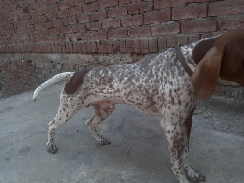 German Shorthaired pointer 1