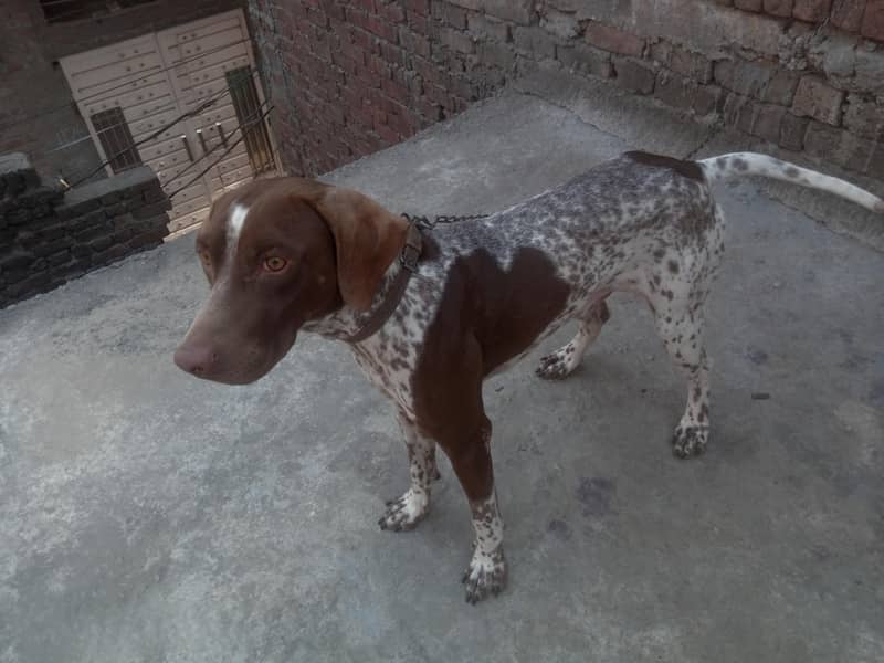 German Shorthaired pointer 2