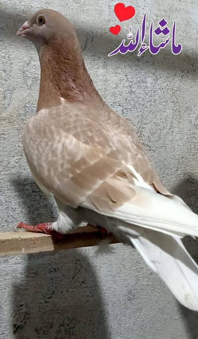 Qasad breder Male For sale