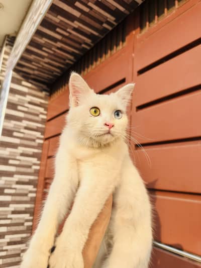 Odd eyes Double coat persian female cat
