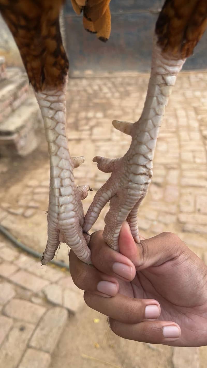 Quality peela patha 9