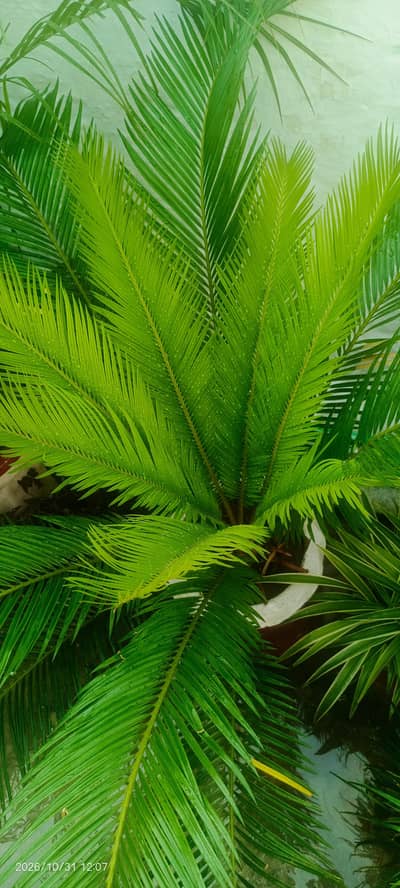 Plants for home