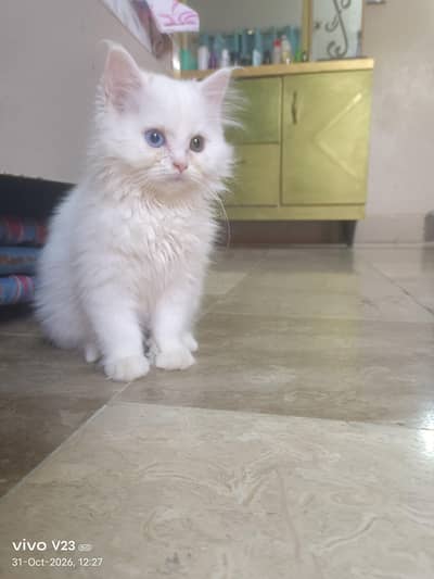 PURE PERSIAN AMERICAN LONG COAT BHALOO BACHA