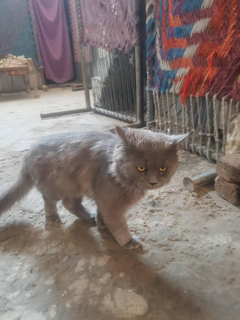 Percian Cat 0