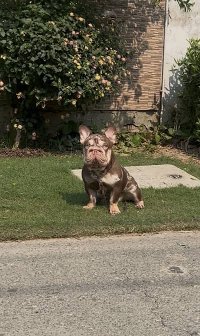 Frenchbulldog