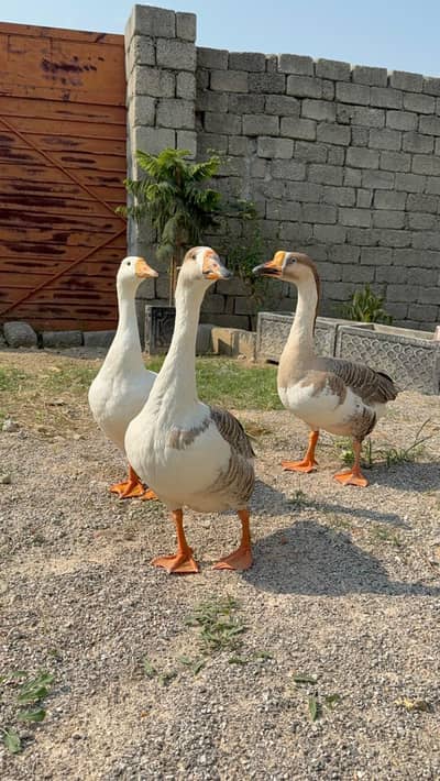 Healthy and active hans trio 2 females one male.