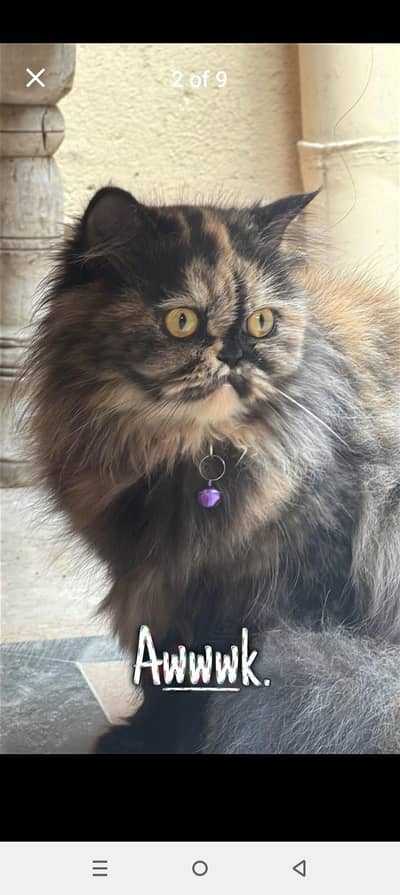 i am selling my Persian cat