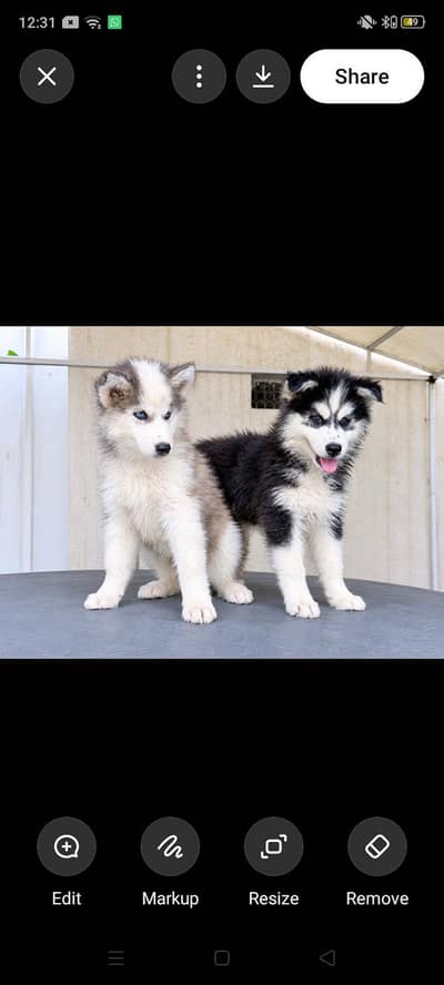 Pure Siberian Husky Puppies for Sale