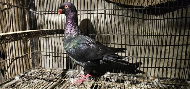 Black danish breeder Male