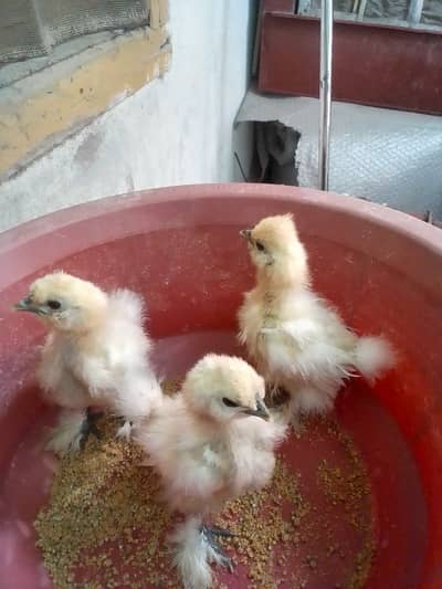 silkie chicks