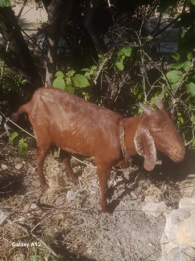 goat bakrii