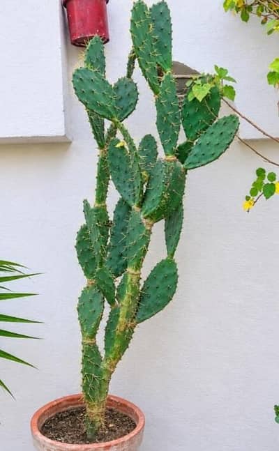 cactus plant for sale