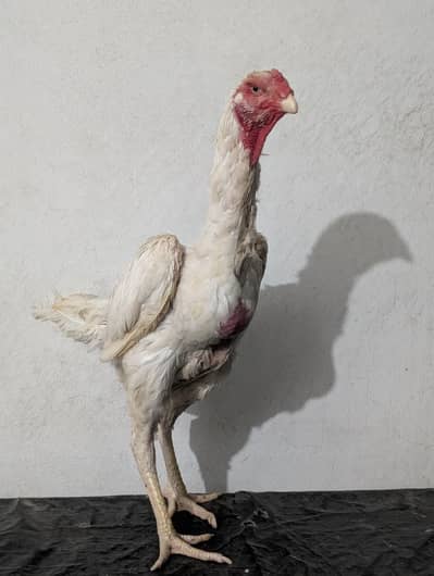 king O shamo for sale