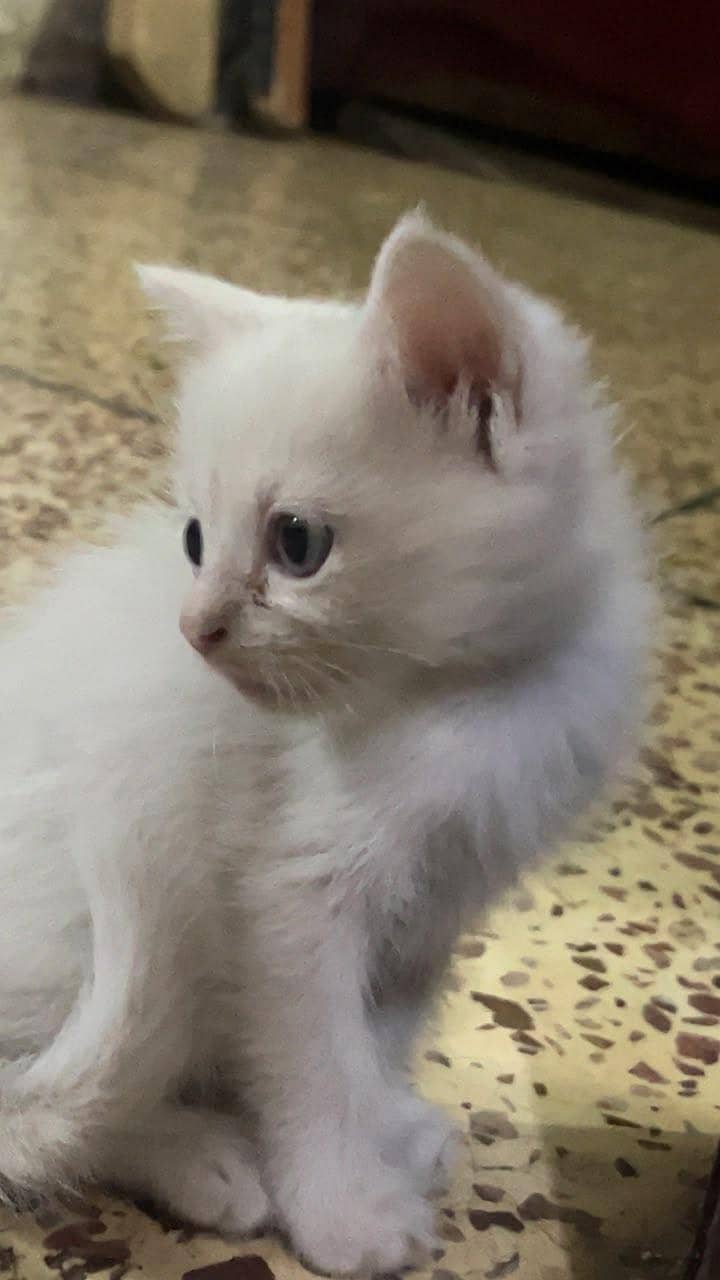persion kittens available 0