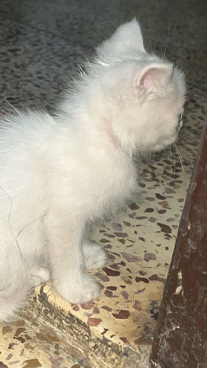 persion kittens available 1