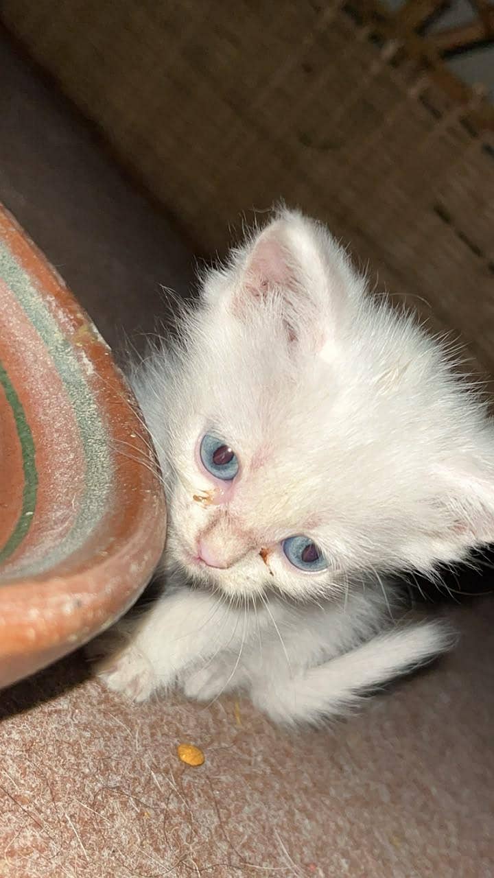 persion kittens available 5