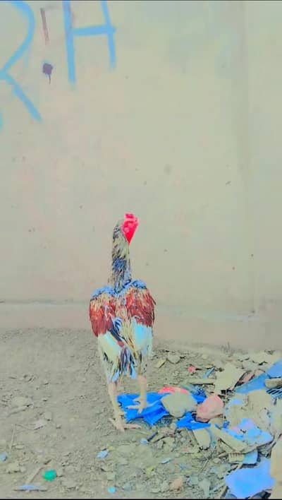 Sindhi aseel top quality