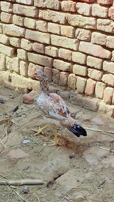 mashallha ghar ki madia ha dono full Achi haight boski nok nali
