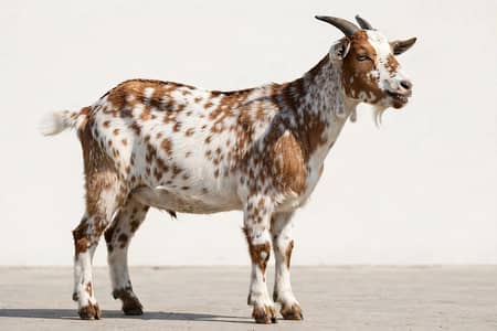 Bakra for sale
