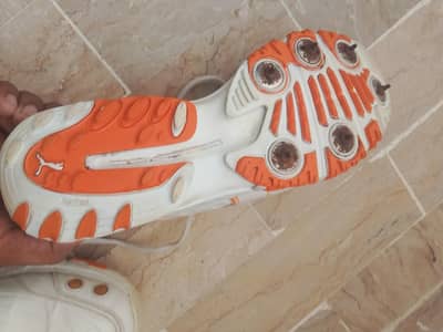 cricket puma spikes