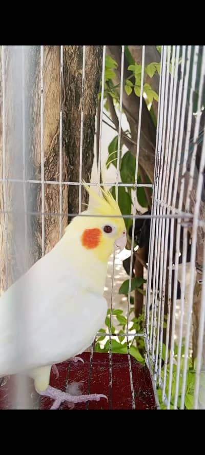 common lutino red eyes cocktail