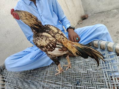 Aseel Murga available